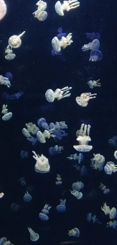 Underwater scene with floating jellyfish in dark blue waters.