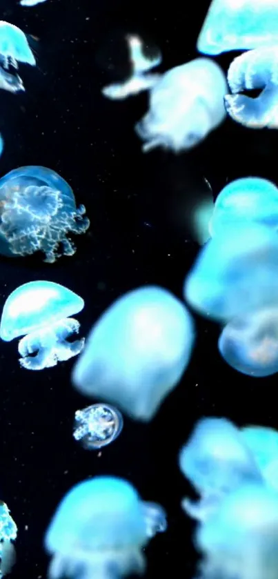 Blue jellyfish floating in dark ocean scene.