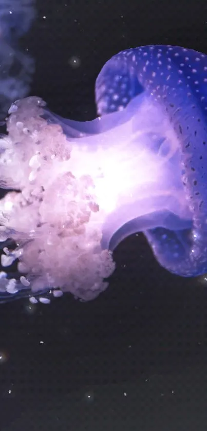 A glowing jellyfish floats in a cosmic ocean scene.