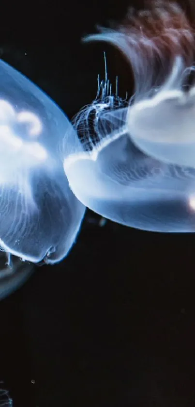 Glowing jellyfish in a dark ocean setting.