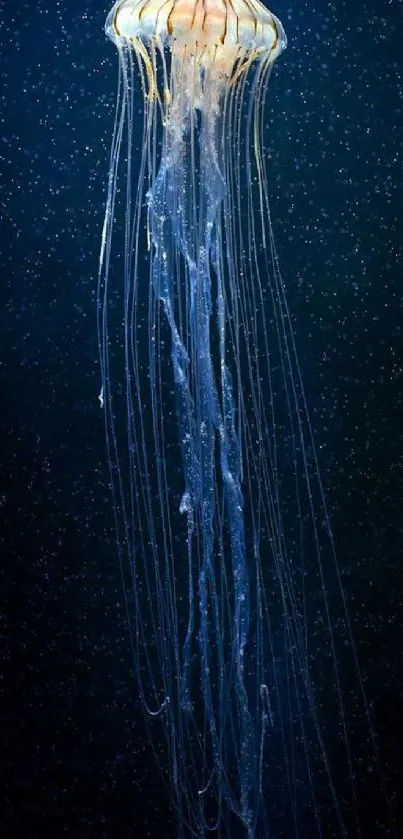 Glowing jellyfish in a deep blue ocean wallpaper.