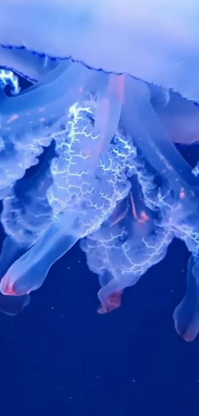 Stunning glowing jellyfish in the ocean with vibrant blue hues.