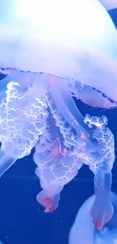 Glowing jellyfish against a neon blue background, illuminating the underwater scene.