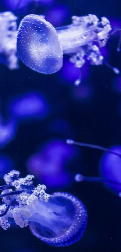 Jellyfish glowing in a deep blue underwater scene.