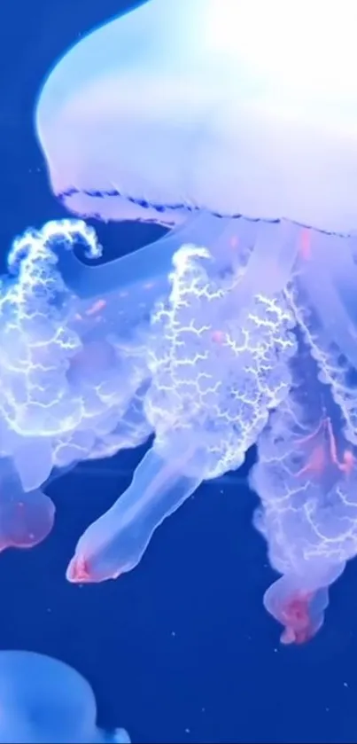 Mesmerizing jellyfish glowing underwater against a deep blue background.