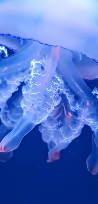 Luminous jellyfish glowing in deep blue ocean wallpaper.