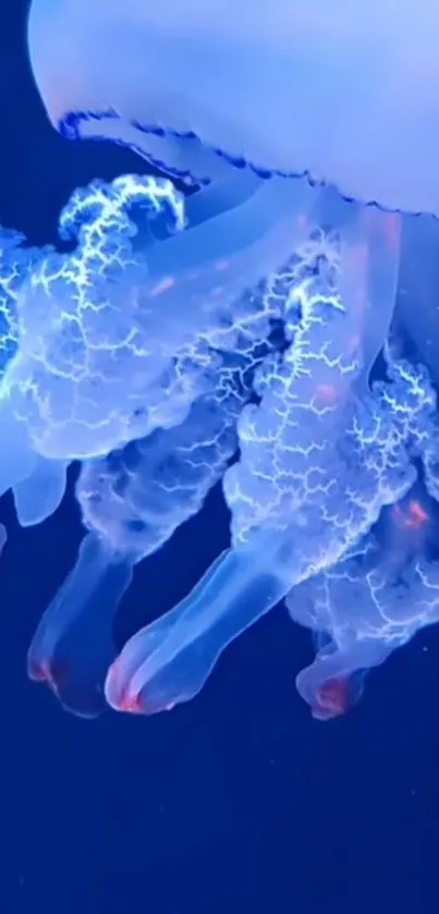 Mesmerizing blue jellyfish glowing softly in the ocean depths.