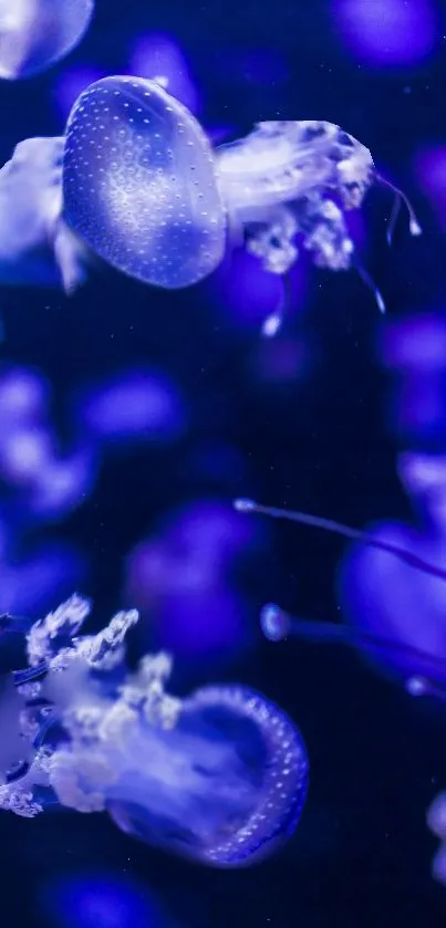 Blue jellyfish gracefully swimming underwater.