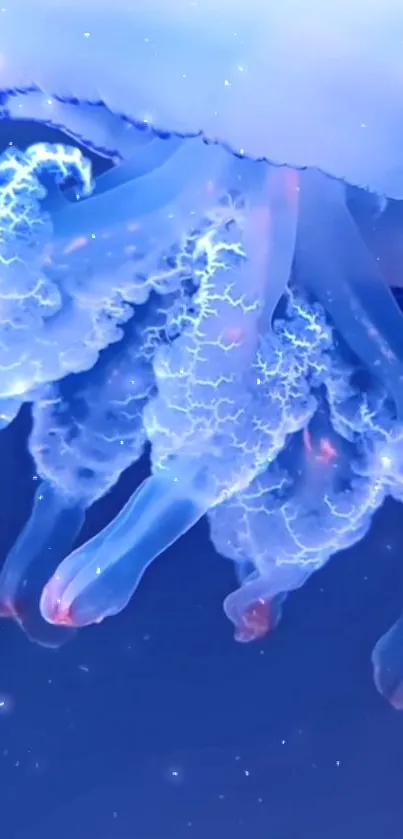 Jellyfish glowing in vibrant blue hues underwater.