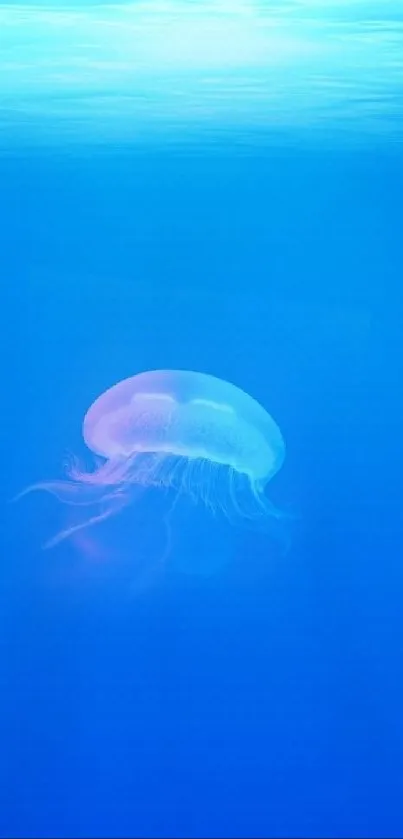 Serene jellyfish floating in blue water wallpaper.