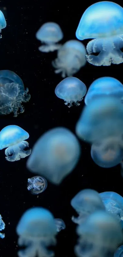 Blue jellyfish gracefully swimming in a dark aquatic background.