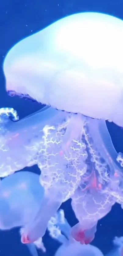 Glowing jellyfish swimming in blue ocean depths.