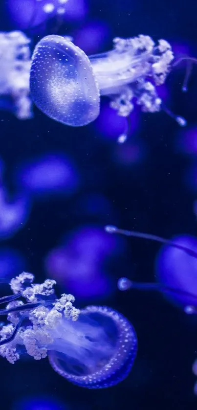 Ethereal jellyfish in deep blue water create a mesmerizing mobile wallpaper.