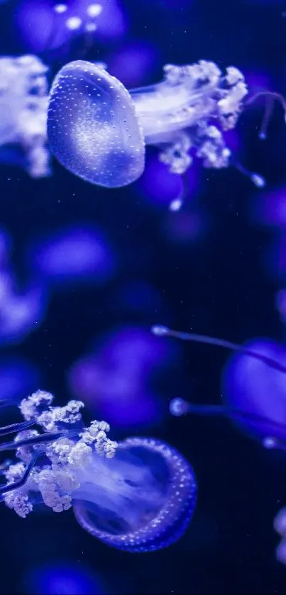 Vibrant jellyfish float elegantly through deep blue water.