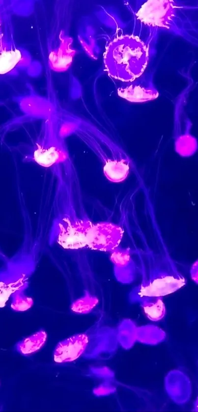 Mesmerizing pink jellyfish in a deep blue ocean scene.