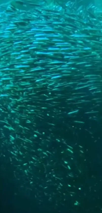 Swirling school of fish in teal ocean colors forming a mesmerizing pattern.