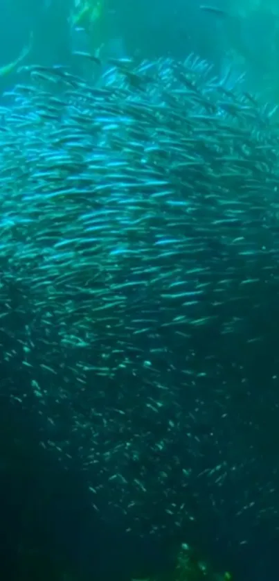 Vibrant school of fish swimming in deep blue ocean waters.