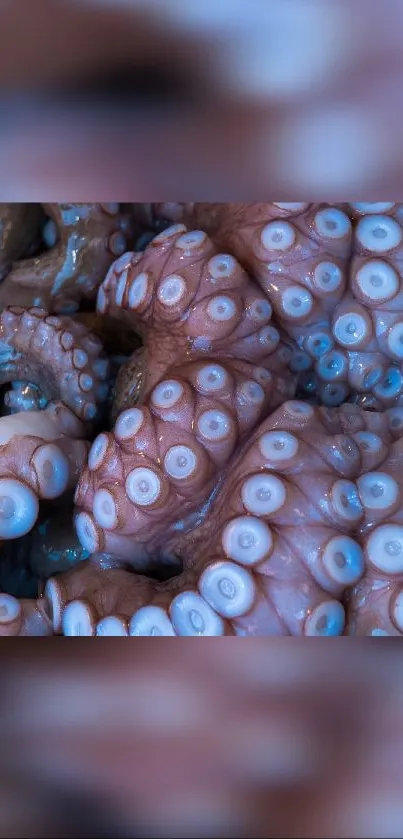 Close-up view of an octopus's detailed texture with pink and blue hues.