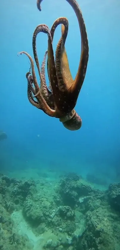 Graceful octopus swims in vibrant blue ocean waters against a rocky underwater backdrop.