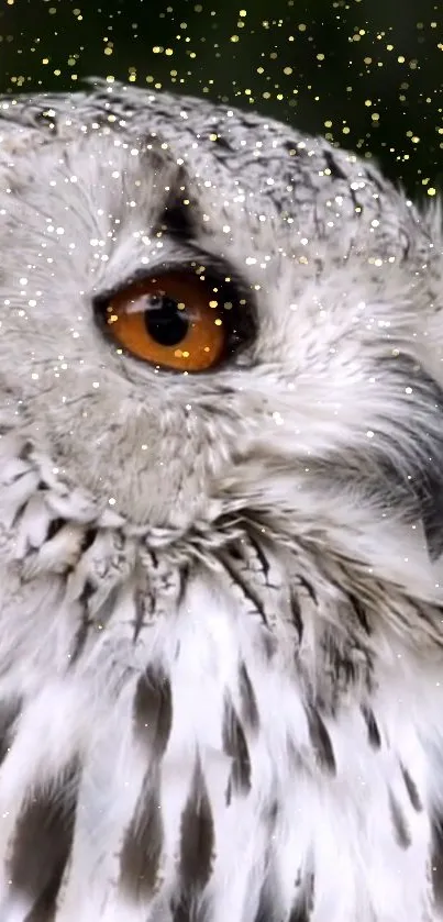 Mesmerizing close-up of owl with striking orange eye and rich feather textures.