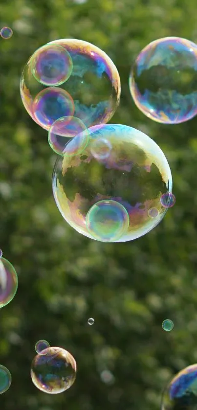 Colorful soap bubbles floating over a lush green background.