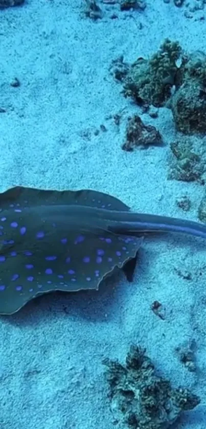 Blue-spotted stingray glides across sandy ocean floor.