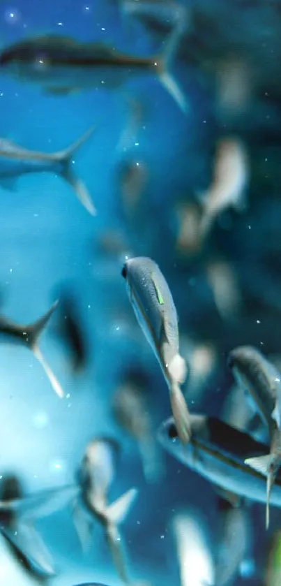 Serene school of fish swimming in blue underwater scene.