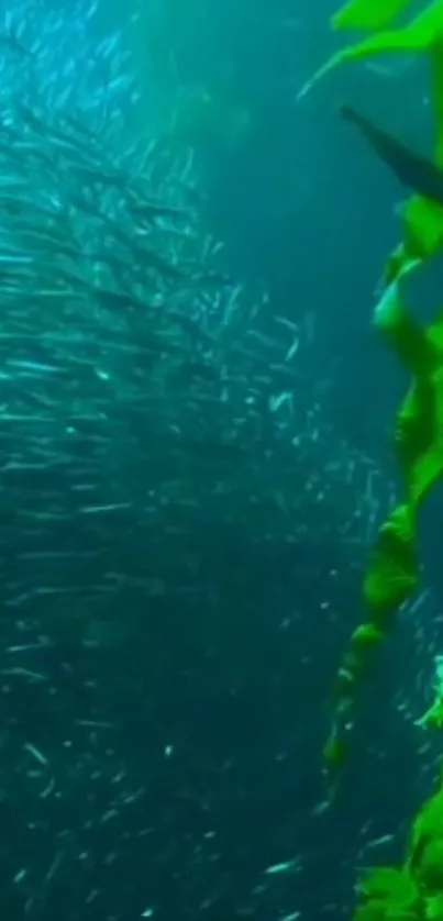 Swirling school of fish in green, vibrant kelp forest underwater.