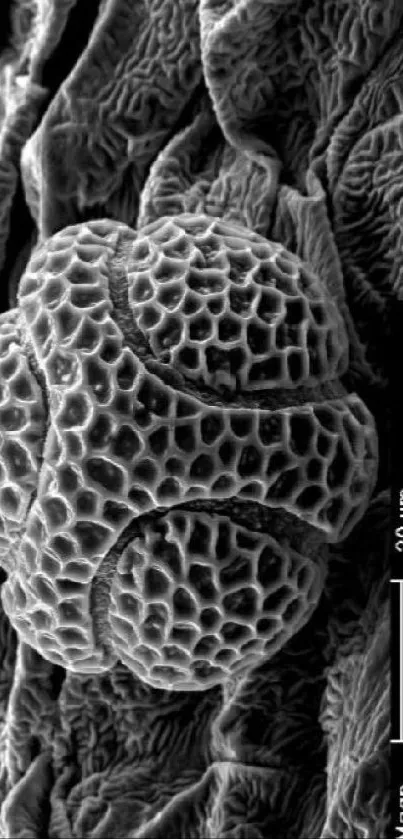 Black and white microscopic view of passiflora pollen with intricate textures.