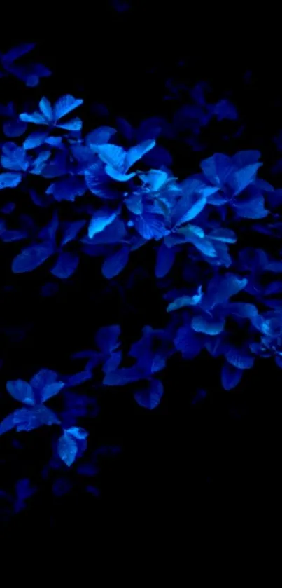 Midnight blue floral wallpaper with a dark background.