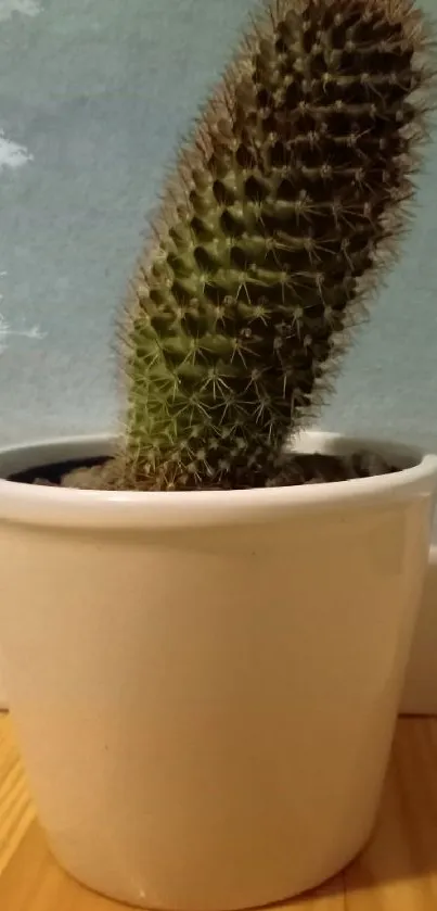 Minimal wallpaper of cactus in a white pot with light blue background.