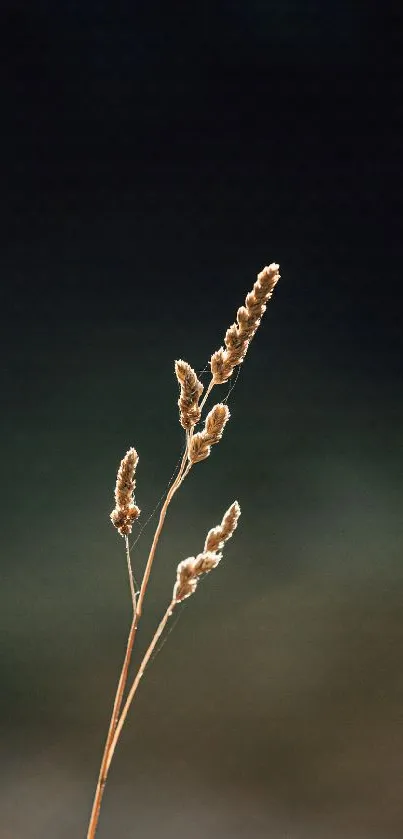 Minimalist wallpaper with grass on dark blurred background