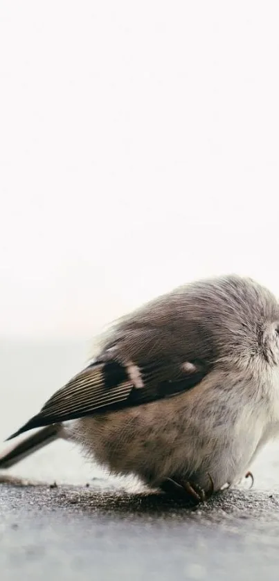 Minimalist wallpaper with a small bird on gray ground.