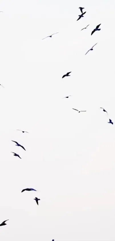 Minimalist mobile wallpaper of birds flying in a white sky