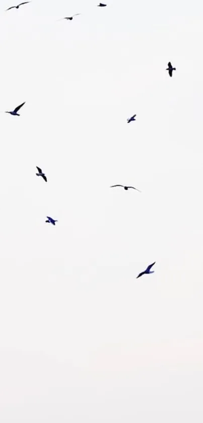 Minimalist wallpaper with birds flying in a clear sky.