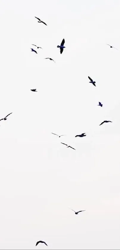 Minimalist wallpaper with birds flying on a white background.