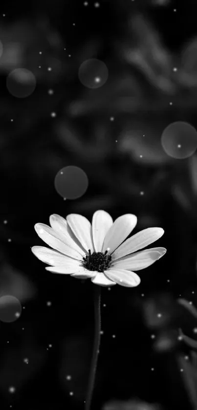 Black and white image of a single daisy flower.