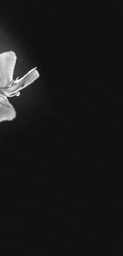 Minimalist black-and-white wallpaper with a flower.