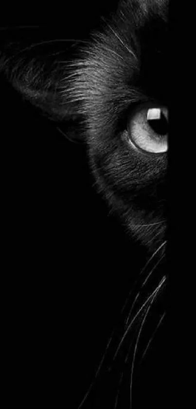 Minimalist black wallpaper featuring a mysterious cat eye.