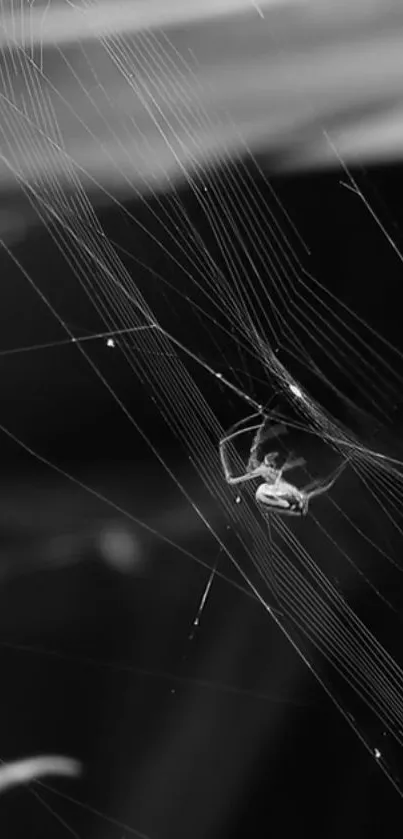 Black and white spider web wallpaper with elegant lines and details.