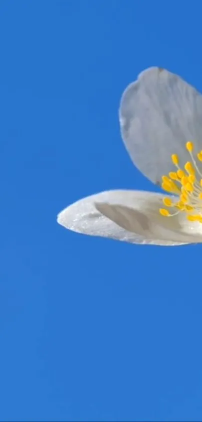 Minimalist wallpaper with a white flower on a blue background.