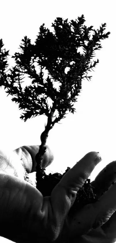 A black and white bonsai tree in a hand for wallpaper.