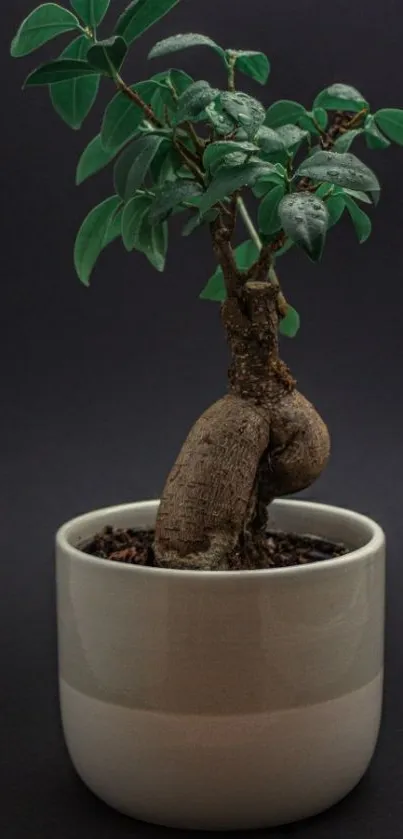 Minimalist bonsai tree in a white pot on a dark background.