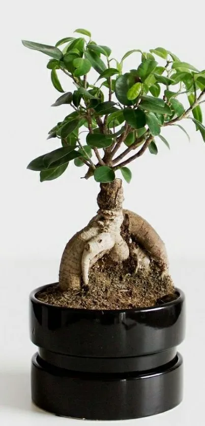 Minimalist bonsai tree in a black pot with green leaves.