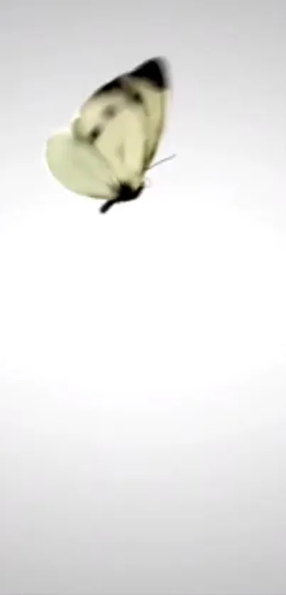 Minimalist white wallpaper with a butterfly in focus.