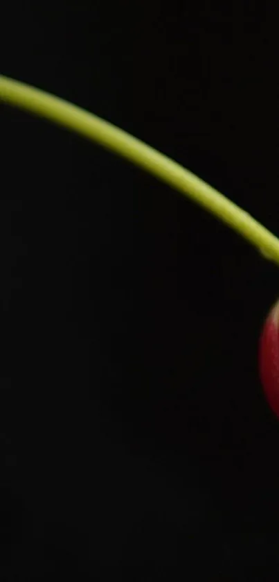 Minimalist wallpaper featuring a cherry on a black background.