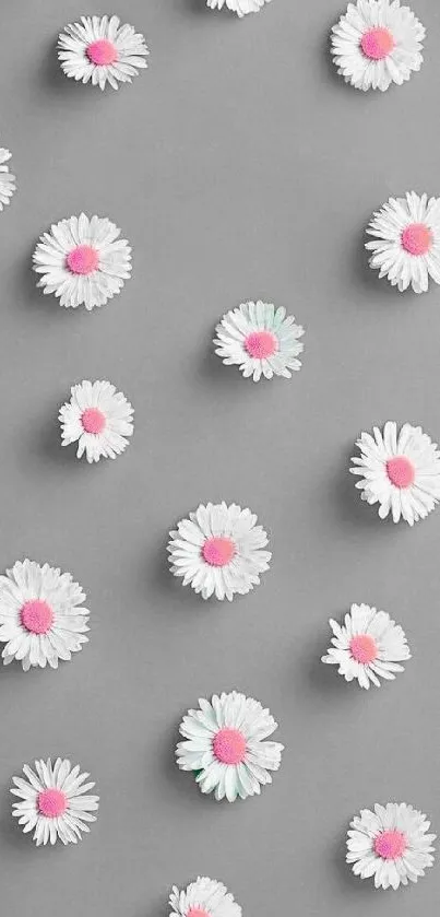 Minimalist gray wallpaper with white daisies.