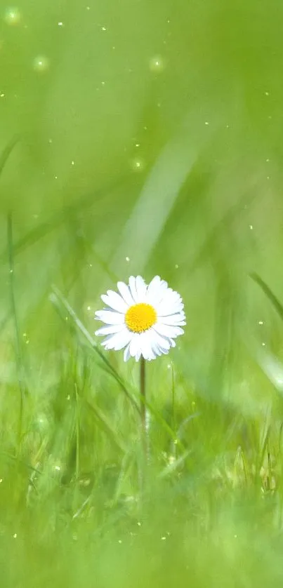 Minimalist wallpaper featuring a single daisy on a green field background.