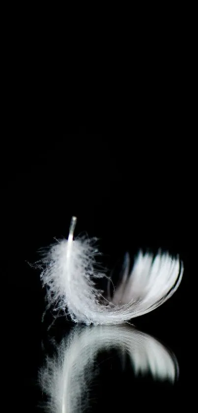 Delicate white feather on a black backdrop, reflecting elegantly.