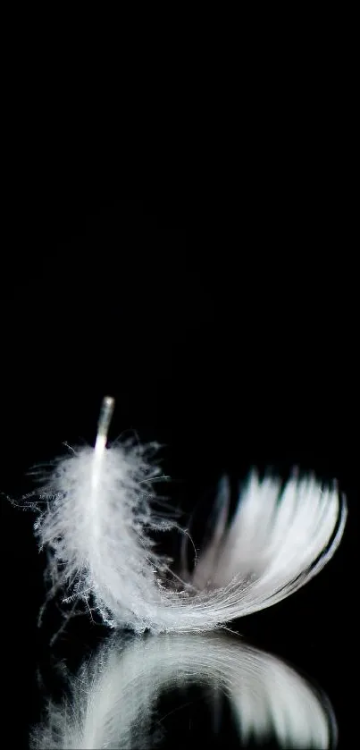 Minimalist white feather on a dark reflective surface.